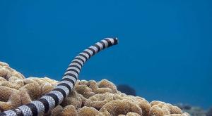 Sepuluh hewan laut berbahaya yang harus Anda hindari bertemu dengan penghuni Samudera Hindia yang berbahaya