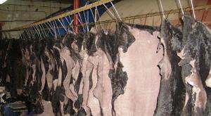 Z akej zvieracej srsti sa vyrábajú kožušinové kabáty z moutonov?